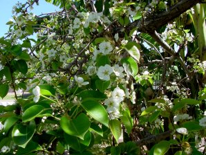 Pear Flowers