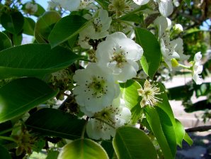 Bartlett Pear Flowers