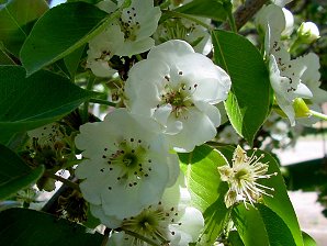 Bartlett Pear Flowers