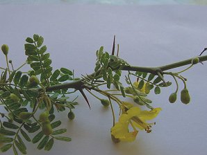 Foothill Palo Verde Thorns