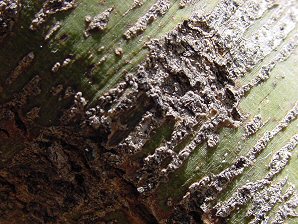 Blue Palo Verde Bark