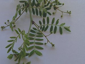 Foothill Palo Verde Leaves