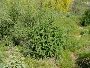 Canyon Ragweed