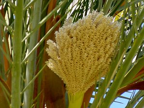 Date Flowers