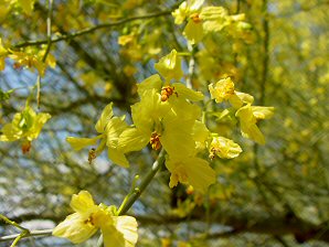 Blue Palo Verde Flowers