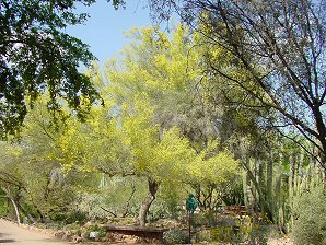 Cercidium floridum
