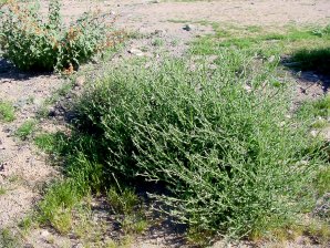 Yellow Star Thistle