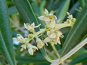 Olive Flowers