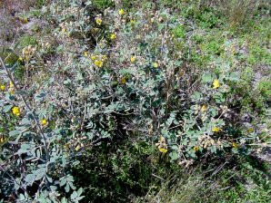 Cassia covesii