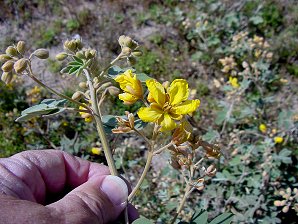 Senna Flowers