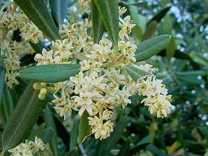 Olive Flowers