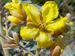 Cassia covesii Flowers Close Up