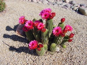 Trichocereus