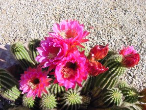 Trichocereus huasha