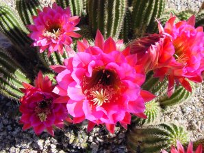 v. rubra Glorious