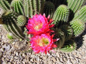 Cactus Flowers