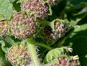 Canyon Ragweed Blossoms