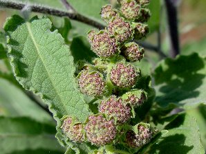 Canyon Ragweed Blossom