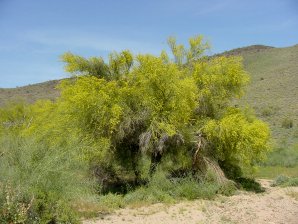 Yellow Palo Verde