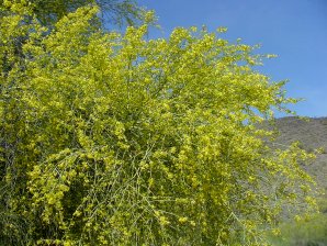 Cercidium microphyllum