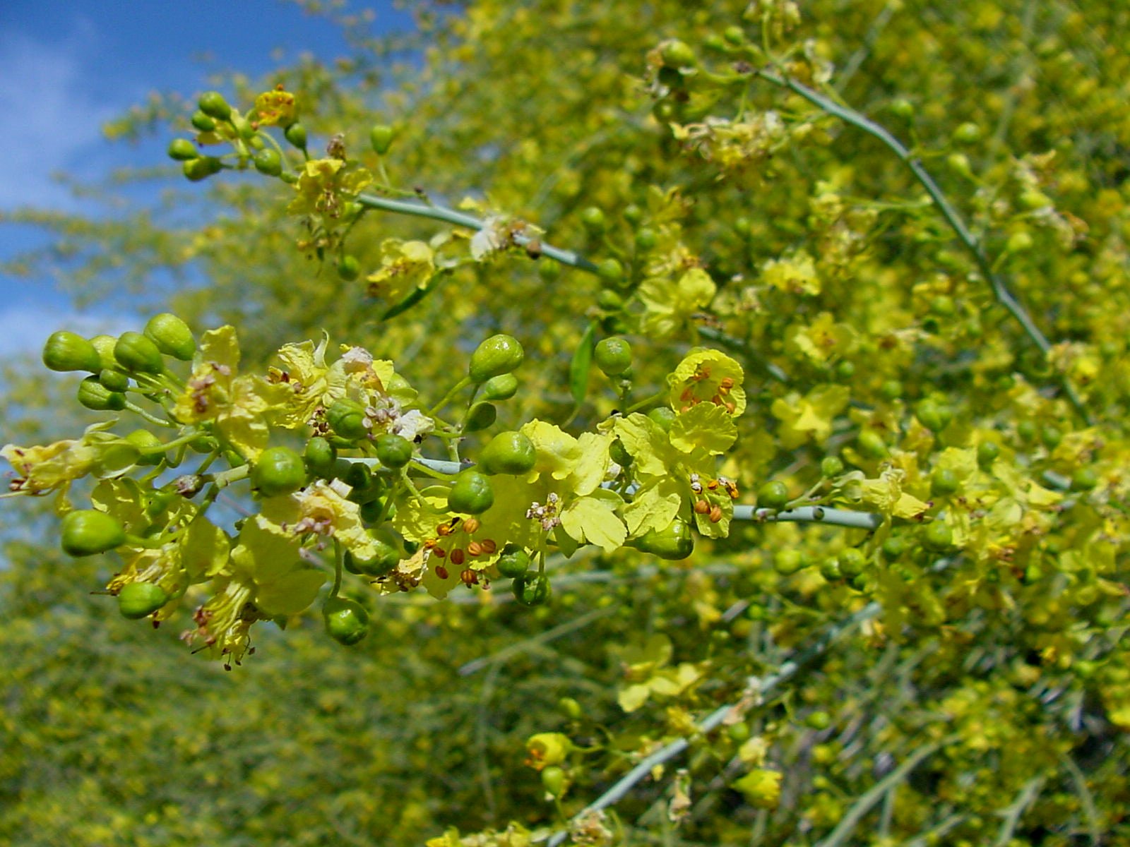 Foothill Yellow Palo Verde Flowers
