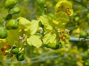 Little Leaf Palo Verde Flowers