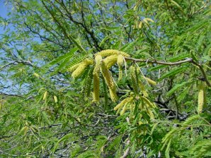 Prosopis velutina