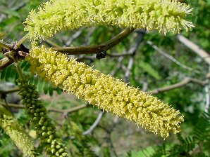 Mesquite Flowers