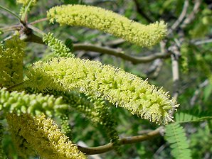 Mesquite Flowers