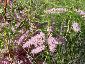 saltcedar flowers