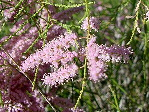 Tamarisk Flowers