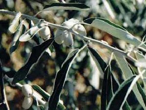 Unripe Olives