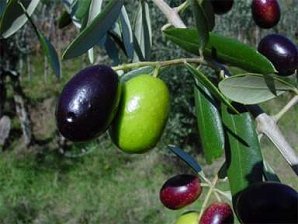 Ripening Olives