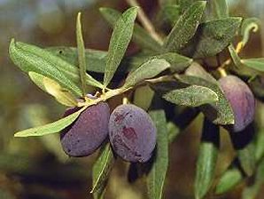 Ripe Olives
