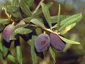 Ripe Olives