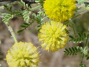 Acacia constricta
