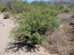 White Thorn Acacia