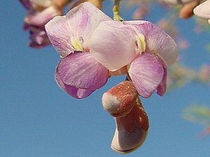 Ironwood Tree Blossom