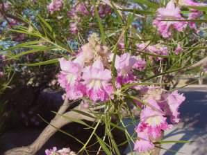 Chilopsis linearis