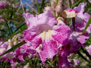 Desert Willow Blossoms