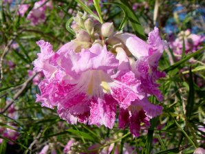 Desert Willow Blossoms