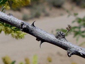 Cat Claw Thorns