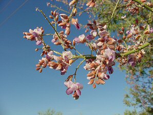 Ironwood Tree Blossoms