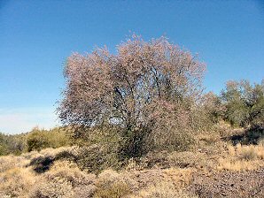 Ironwood Tree