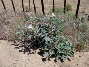 Sacred Datura