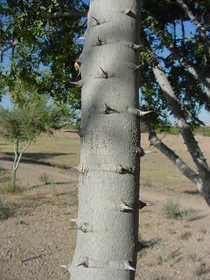 Ironwood Tree Spines