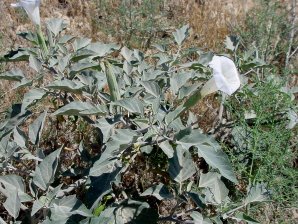Datura meteloides