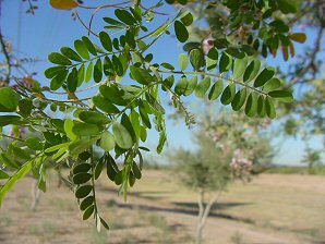 Ironwood Tree Leaves