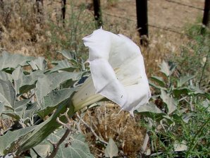 Jimson Weed