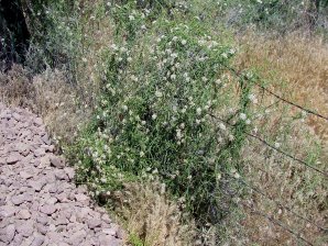 Narrowleaf Climbing Milkweed